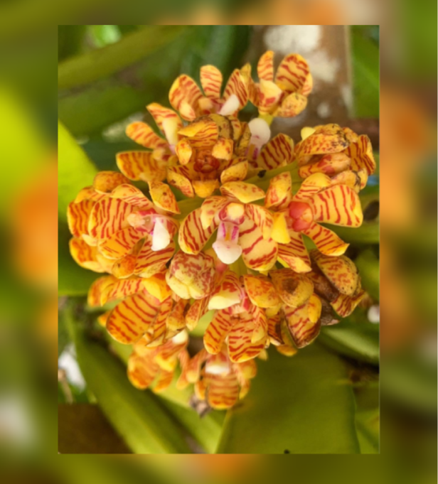 Our Plants — TropicalExotique